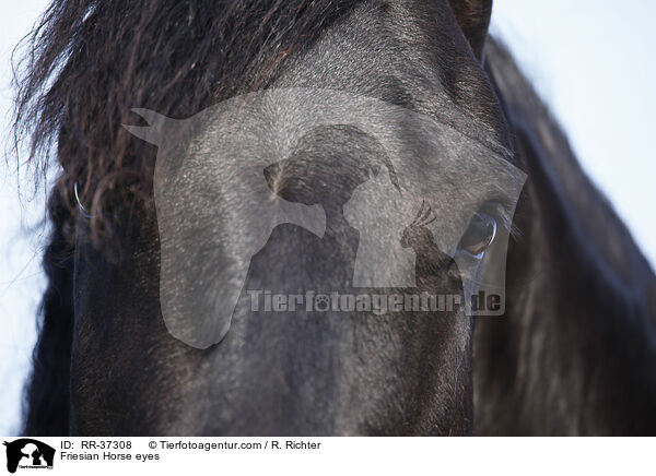 Friese Augen / Friesian Horse eyes / RR-37308
