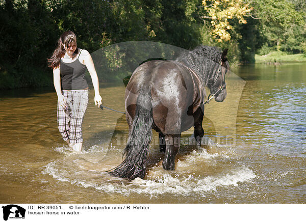 Friese im Wasser / friesian horse in water / RR-39051