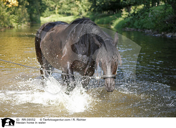 Friese im Wasser / friesian horse in water / RR-39052