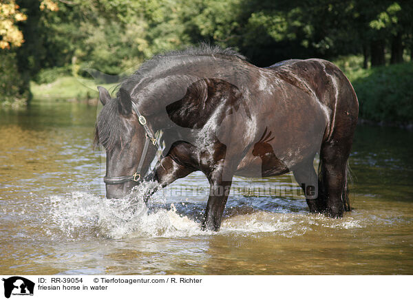 Friese im Wasser / friesian horse in water / RR-39054