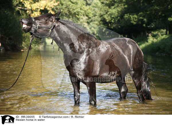 Friese im Wasser / friesian horse in water / RR-39055