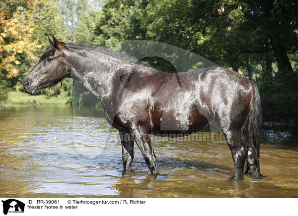 Friese im Wasser / friesian horse in water / RR-39061