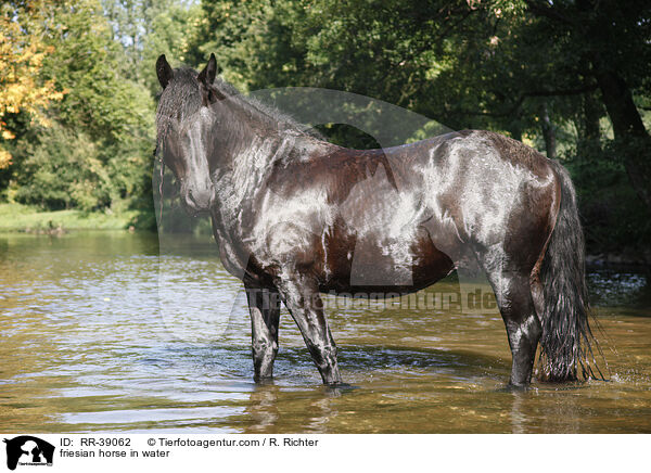 Friese im Wasser / friesian horse in water / RR-39062