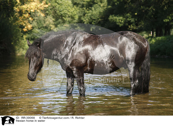 Friese im Wasser / friesian horse in water / RR-39068