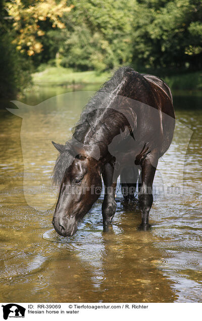 Friese im Wasser / friesian horse in water / RR-39069