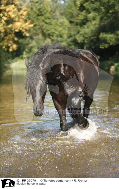 Friese im Wasser / friesian horse in water / RR-39070