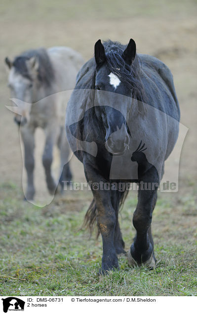 2 horses / DMS-06731