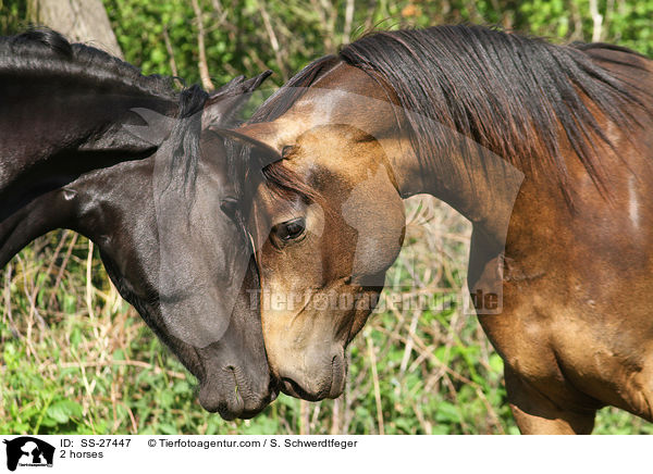 2 Pferde / 2 horses / SS-27447
