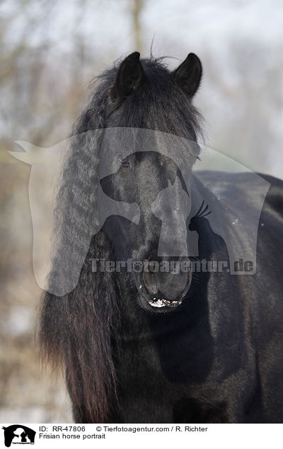 Frisian horse portrait / RR-47806