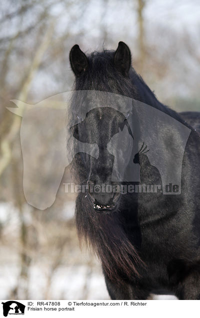 Frisian horse portrait / RR-47808