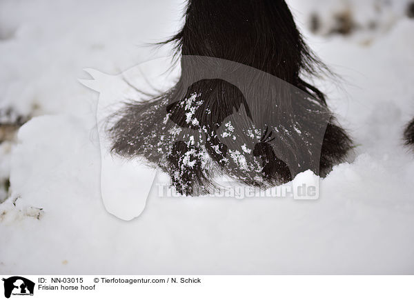 Friese Huf / Frisian horse hoof / NN-03015
