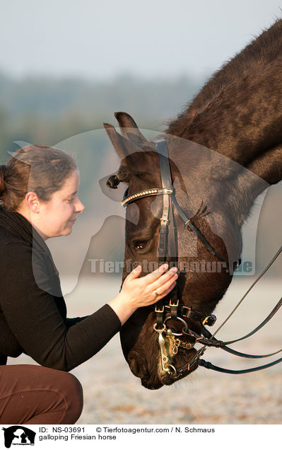 galloping Friesian horse / NS-03691
