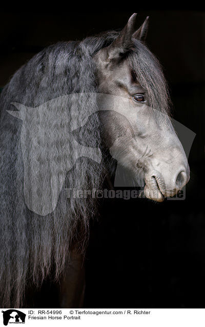 Friesian Horse Portrait / RR-54996