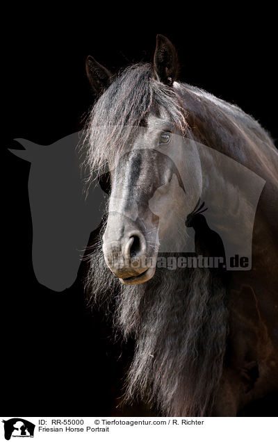 Friese Portrait / Friesian Horse Portrait / RR-55000