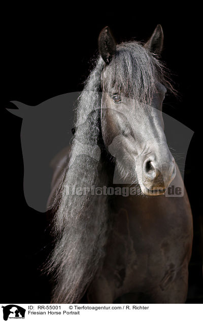 Friese Portrait / Friesian Horse Portrait / RR-55001