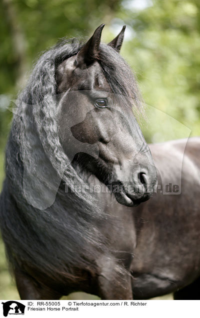 Friese Portrait / Friesian Horse Portrait / RR-55005
