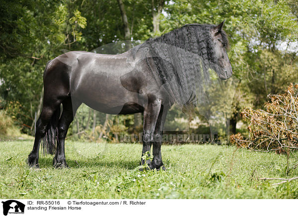 stehender Friese / standing Friesian Horse / RR-55016