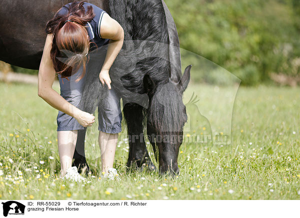 grasender Friese / grazing Friesian Horse / RR-55029