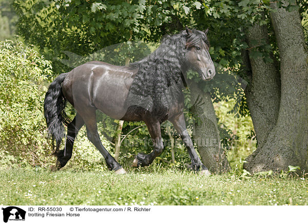 trabender Friese / trotting Friesian Horse / RR-55030