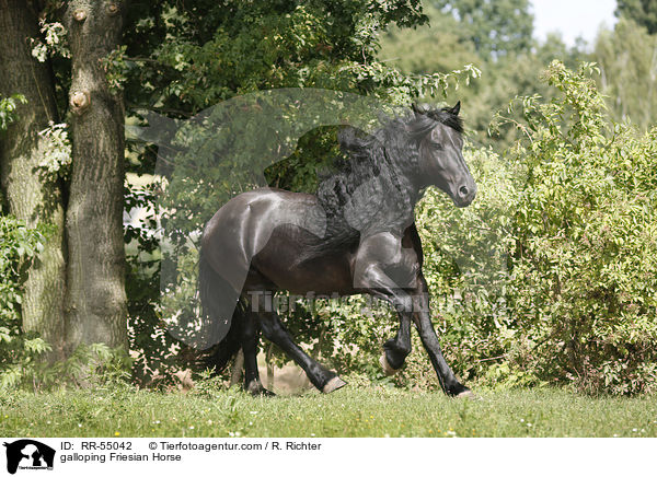 galoppierender Friese / galloping Friesian Horse / RR-55042
