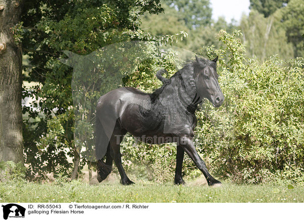 galoppierender Friese / galloping Friesian Horse / RR-55043