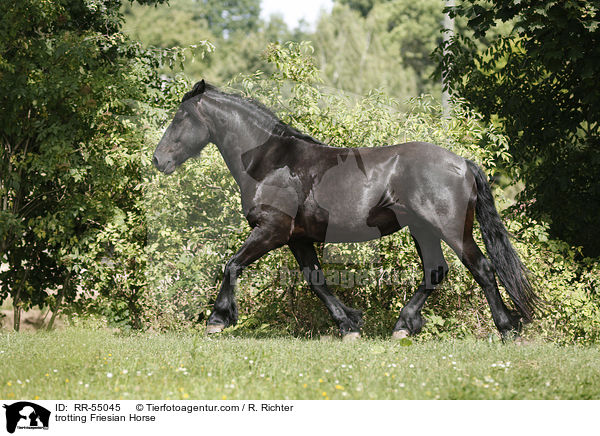 trabender Friese / trotting Friesian Horse / RR-55045