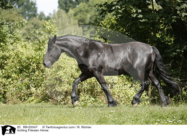 trabender Friese / trotting Friesian Horse / RR-55047