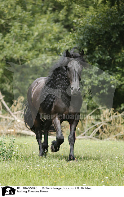trabender Friese / trotting Friesian Horse / RR-55048