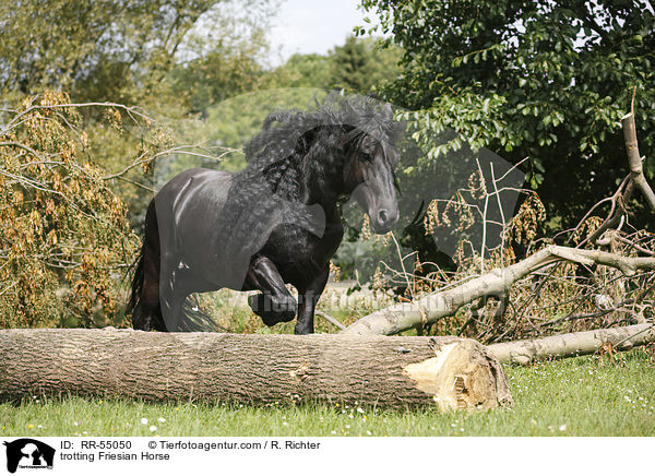 trabender Friese / trotting Friesian Horse / RR-55050