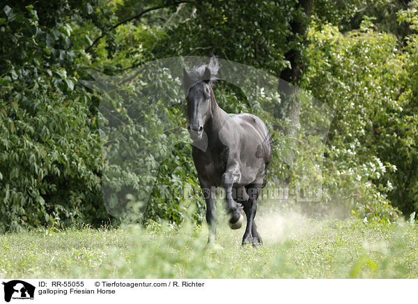 galoppierender Friese / galloping Friesian Horse / RR-55055