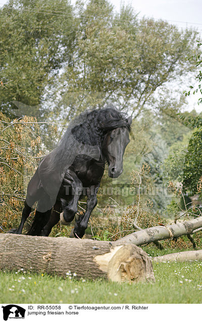 springender Friese / jumping friesian horse / RR-55058