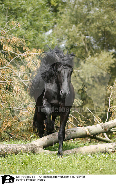 trabender Friese / trotting Friesian Horse / RR-55061