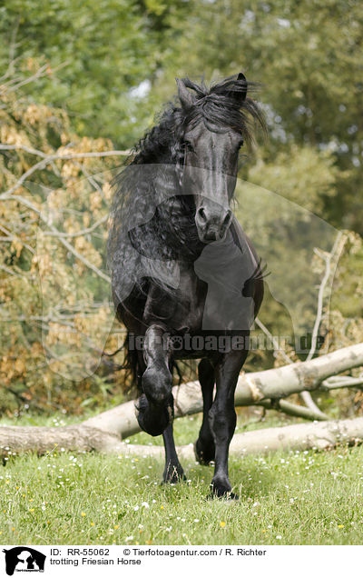 trabender Friese / trotting Friesian Horse / RR-55062