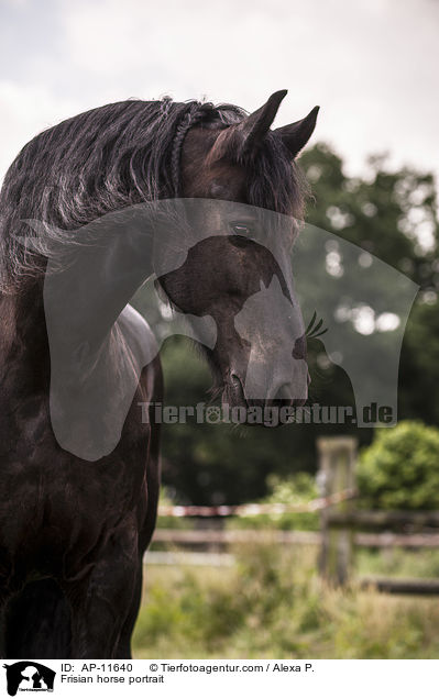 Frisian horse portrait / AP-11640