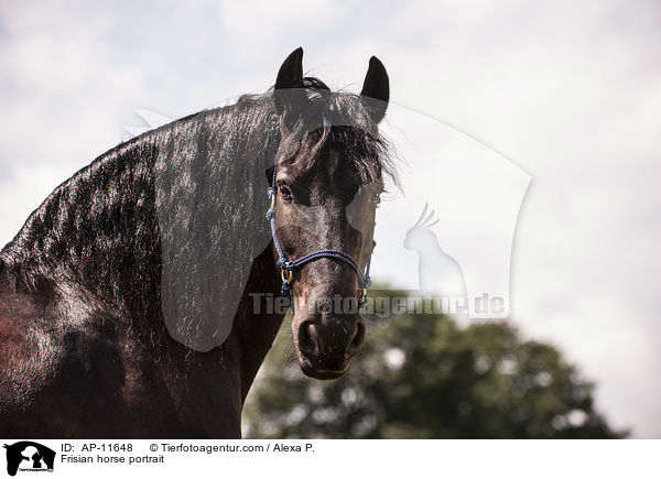 Frisian horse portrait / AP-11648