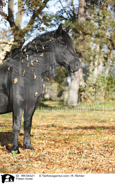 Frisian horse / RR-58321