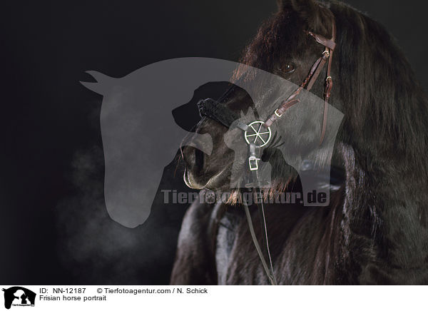Friese Portrait / Frisian horse portrait / NN-12187