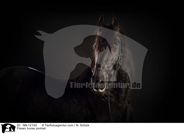 Frisian horse portrait / NN-12192