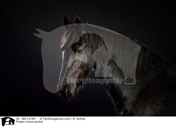 Frisian horse portrai / NN-12194
