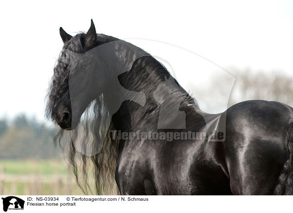 Friesian horse portrait / NS-03934
