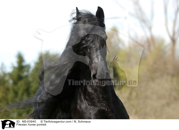 Friesian horse portrait / NS-03940