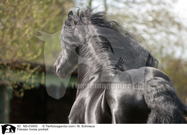 Friese Portrait / Friesian horse portrait / NS-03950