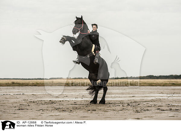 Frau reitet Friese / woman rides Frisian Horse / AP-12668