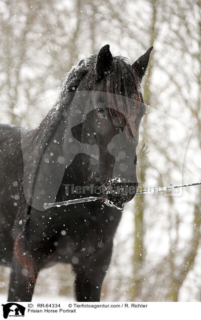 Frisian Horse Portrait / RR-64334