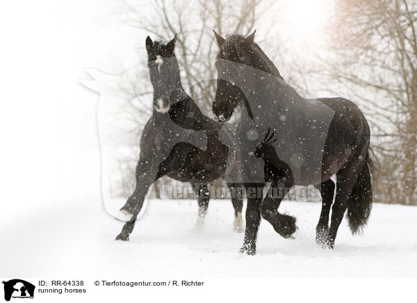 rennende Pferde / running horses / RR-64338