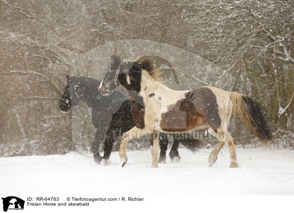 Frisian Horse and skewbald / RR-64763