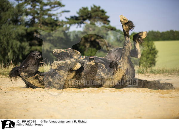 rolling Frisian Horse / RR-67645
