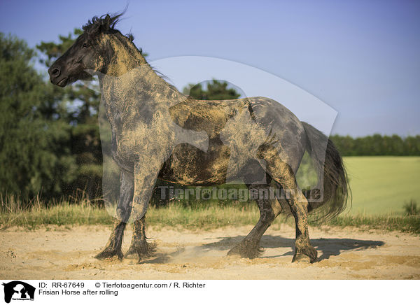 Frisian Horse after rolling / RR-67649