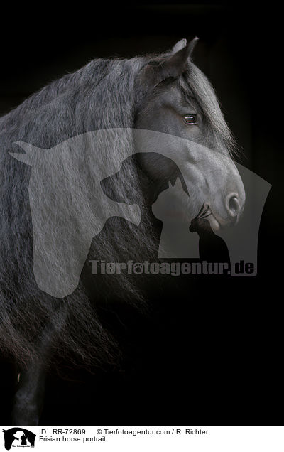 Frisian horse portrait / RR-72869