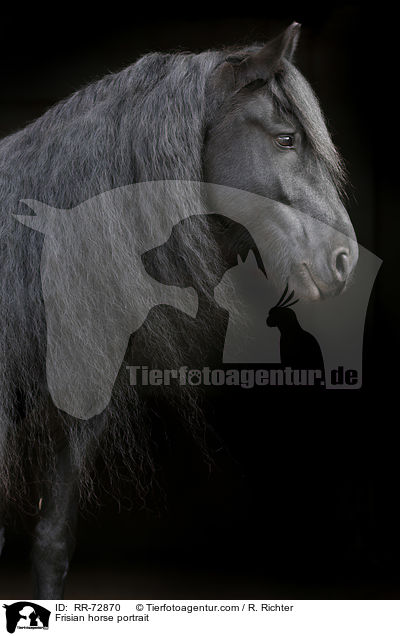 Frisian horse portrait / RR-72870